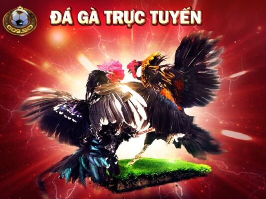  5+ kinh nghiệm chơi đá gà trực tuyến
