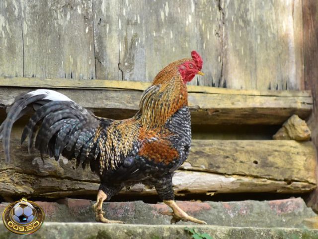 Địa chỉ bán gà đá uy tín Muabanga.net