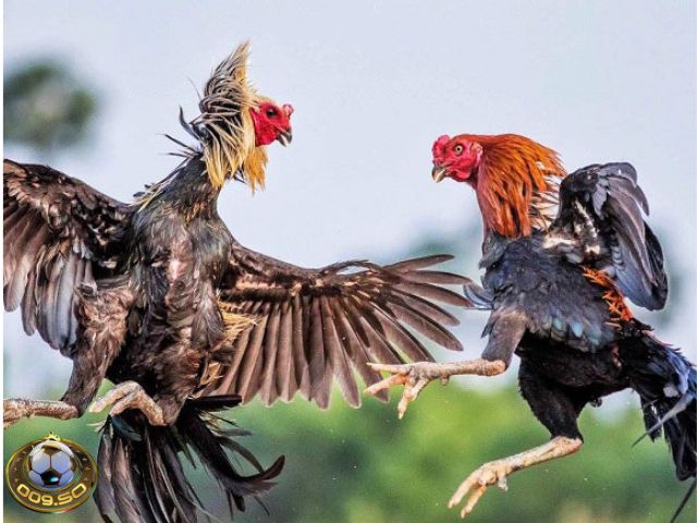 Địa chỉ bán gà đá uy tín - Muabangachoi 