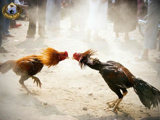 Hướng dẫn phân thắng thua trong đá gà Thomo