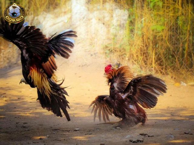 Luật chơi đá gà Thomo
