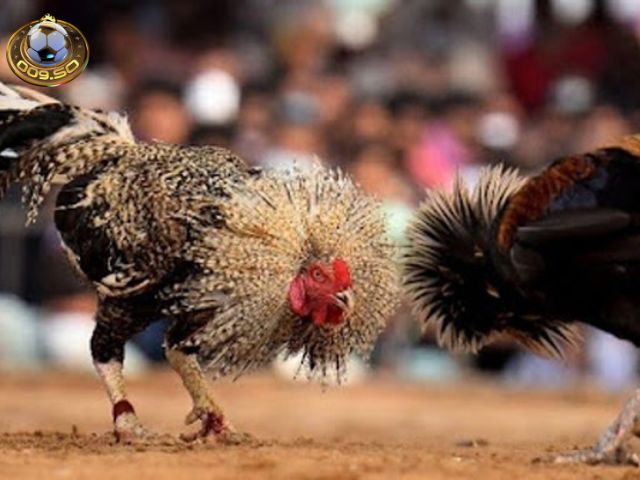 Nắm bắt thời cơ đặt cược