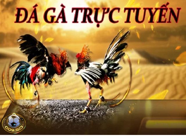 Sin88- Website đá gà uy tín