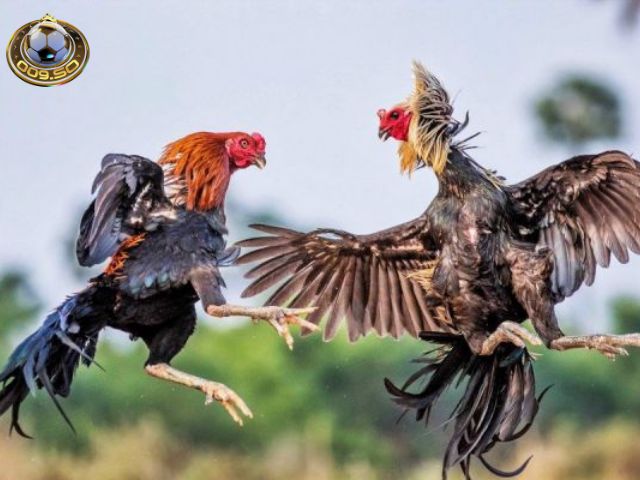 Tổng hợp kinh nghiệm chơi đá gà trực tuyến