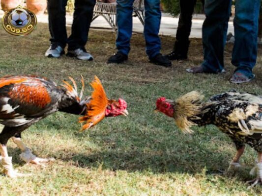 Trực tiếp đá gà Campuchia